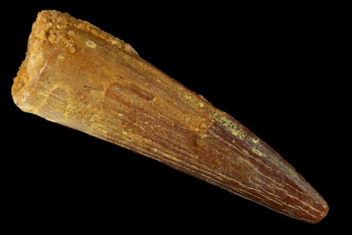 Baby Spinosaurus Tooth - Real Dinosaur Tooth #160614